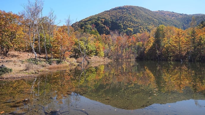 ★乗鞍高原の紅葉🍁　まいめの池・偲ぶの池など　2020