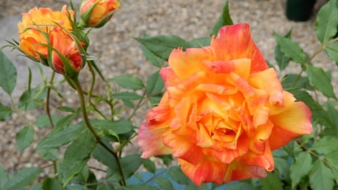 バラの開花⑧　（ミニバラ2種 & ジュリア、レイニーブルー）