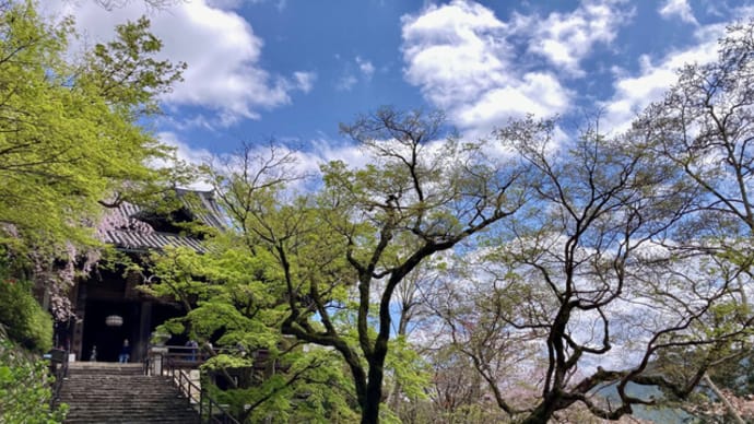 桜色と新緑のコントラストが美しい!