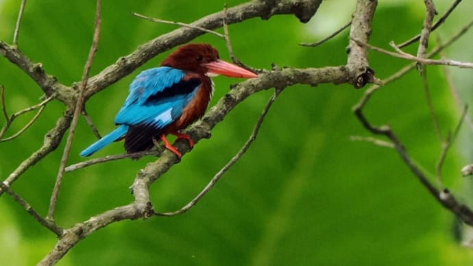 シンガポール(2日目)…Jurong Lake Gardensでアオショウビン
