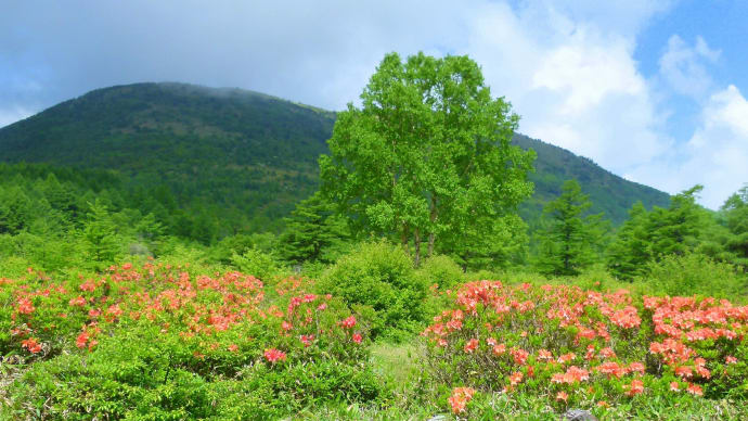 初夏の・・・上信国境・・・湯の丸高原・・・レンゲツツジ満開