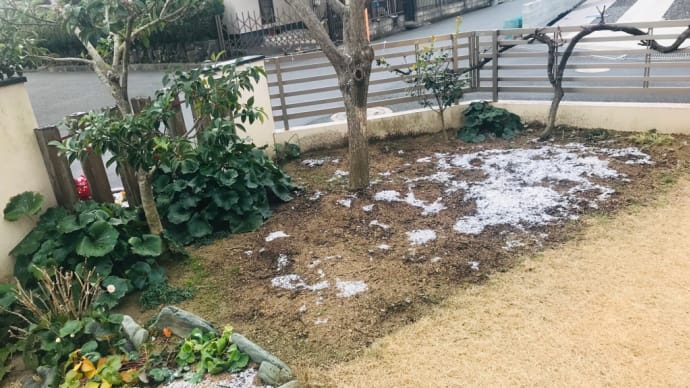 我が家の雪景色と育児本