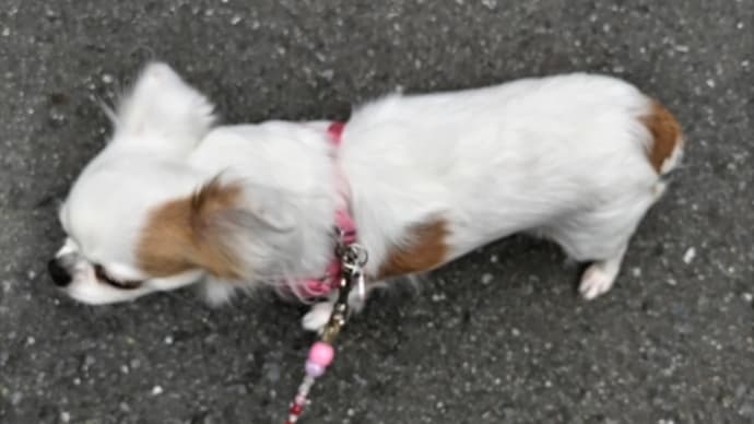 お散歩デビュー