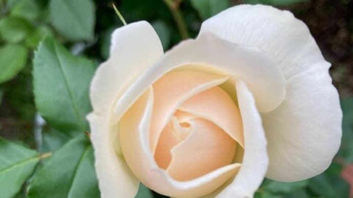 薔薇は足踏み