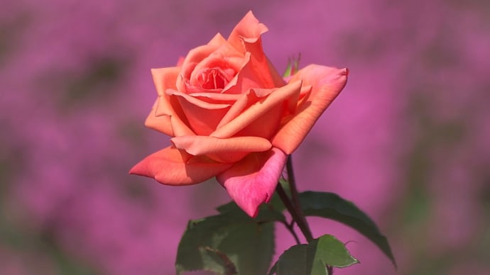 ★薔薇の季節🌹 2024