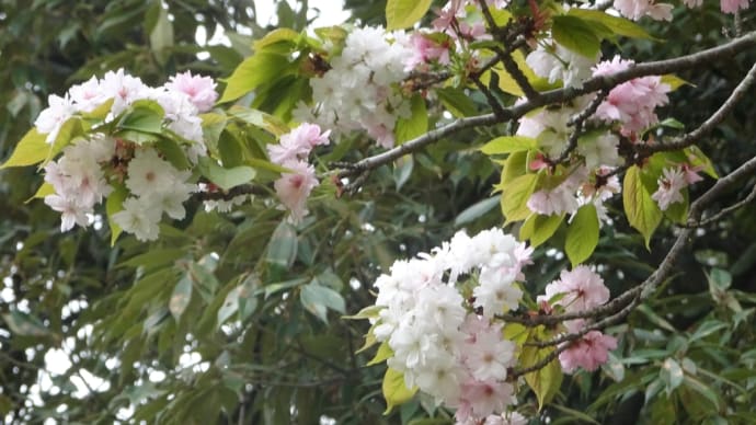 百人一首ゆかりの地　六十一番「奈良の都の八重桜」〜大阪ウォーキング連合例会