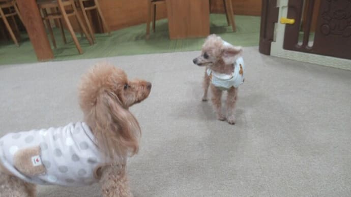 2023/12/26 犬の幼稚園BuddyDog
