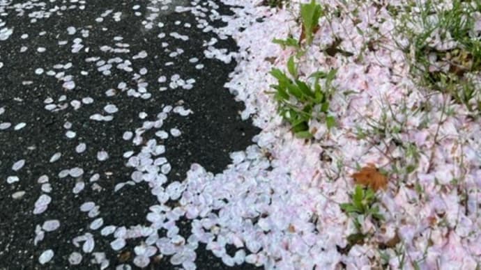 桜 / コブクロ