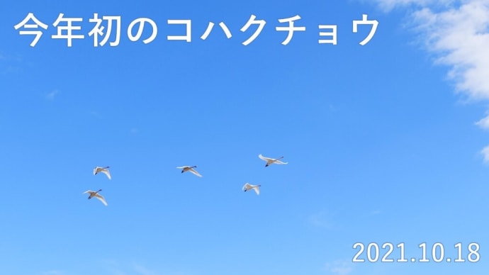 前回は遠すぎてよく分からんかった コハクチョウさんに挨拶