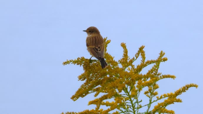 南港野鳥園でノビタキ ・・・ 10月26日