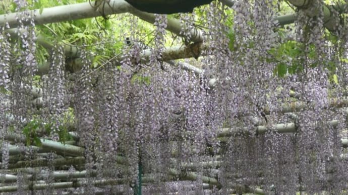 明石市魚住 住吉神社の藤が見頃です on 2022-4-27