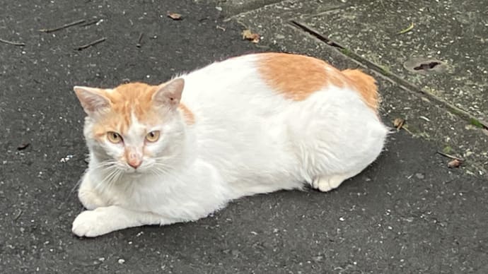 通りの見張り番😸