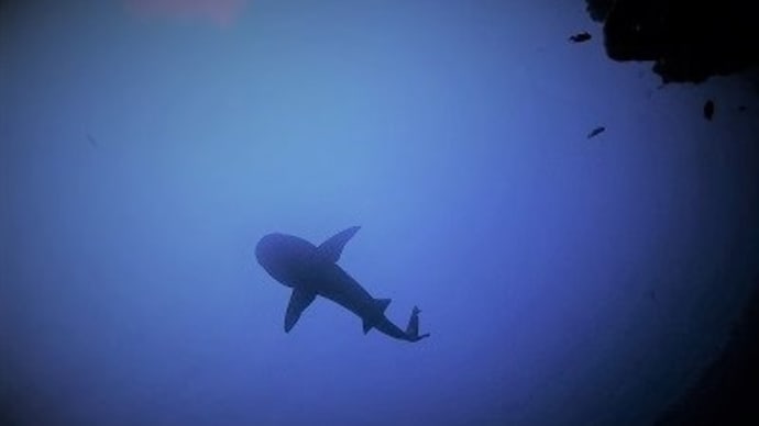 ウーキー　なオンナ