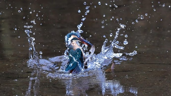 今週のカワセミ(神無月)
