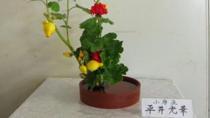 篠窪（しのくぼ）の隣町 渋沢駅に小原流の平井様が「フォックスフェイス」の花を生ける　(2023/09/05）