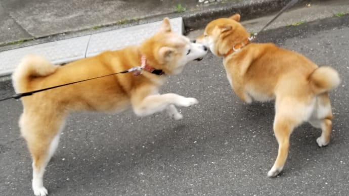 クリンが若返る(〃艸〃)ムフッ