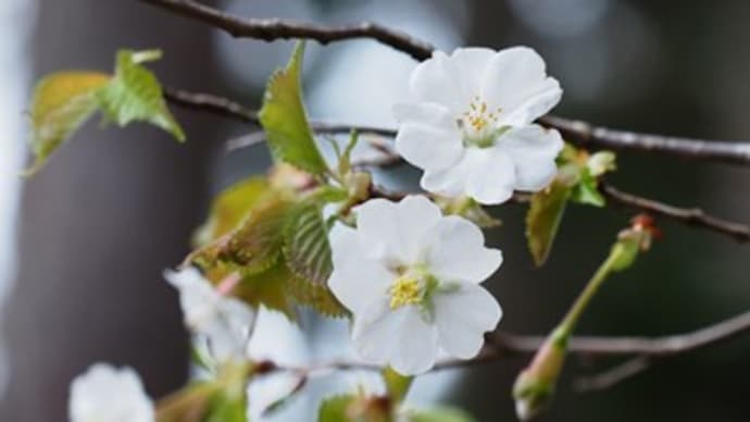 オクチョウジザクラ(奥丁字桜)