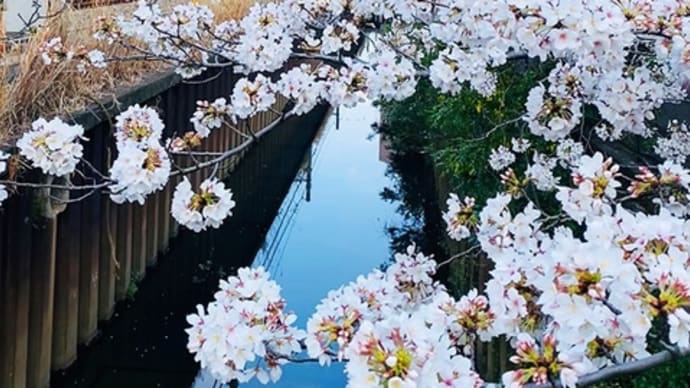 武蔵関付近の桜が見頃。