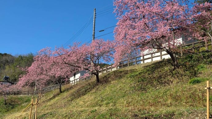 【友人提供】ときがわ町の桃木農村公園の河津桜