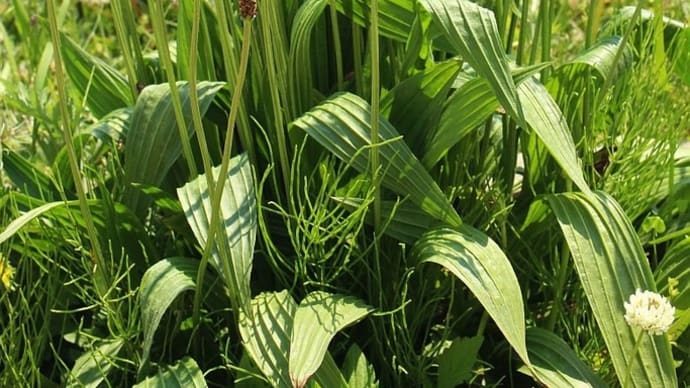 ヘラオオバコ、マメグンバイナズナ - 帰化植物6