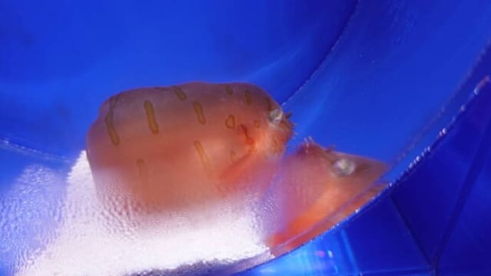 20230801 越前松島水族館