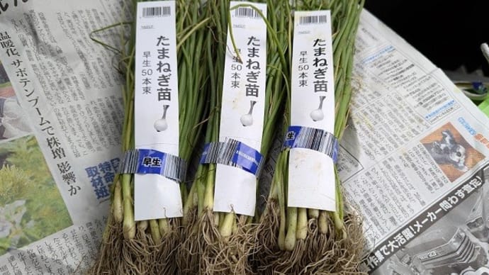 玉ねぎ苗は150本