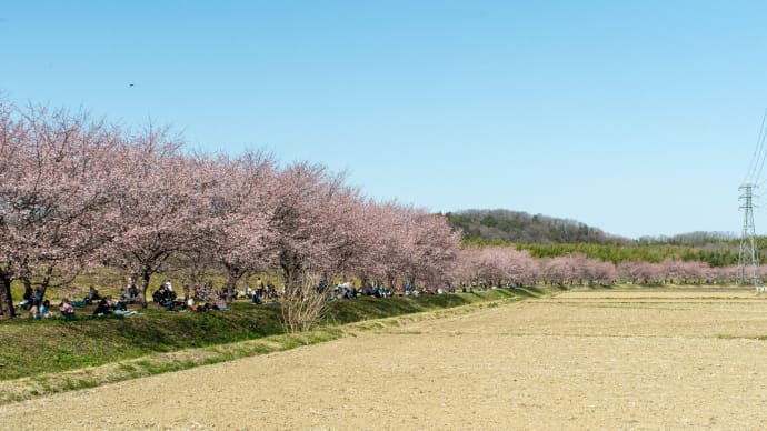 弥生の春分 坂戸の安行桜並木から