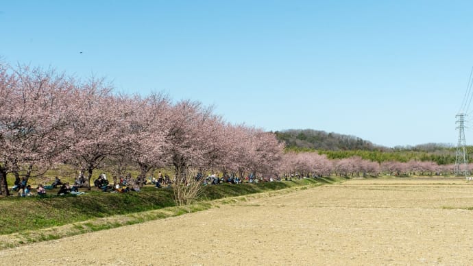 弥生の春分　坂戸の安行桜並木から