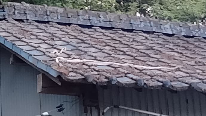二年ぶりの更新、我が家の守り神