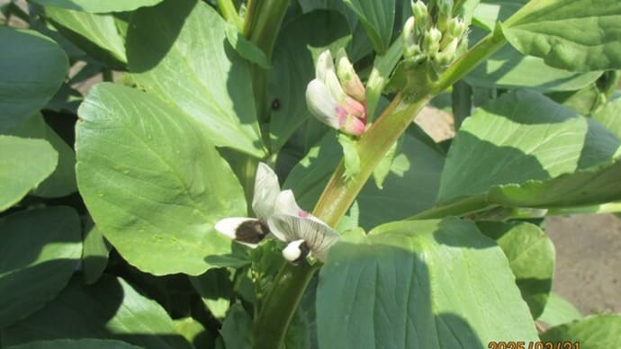 2025年3月下旬 畑の様子 (空豆の花が咲きだした。)
