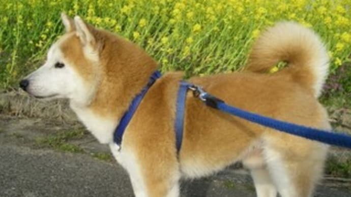 ハッチと散歩、菜の花とつくしで春満開