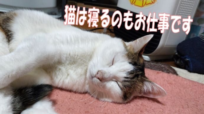 カーペットに🐱へばり付く猫&年末年始のスケジュールが!大量即席麺