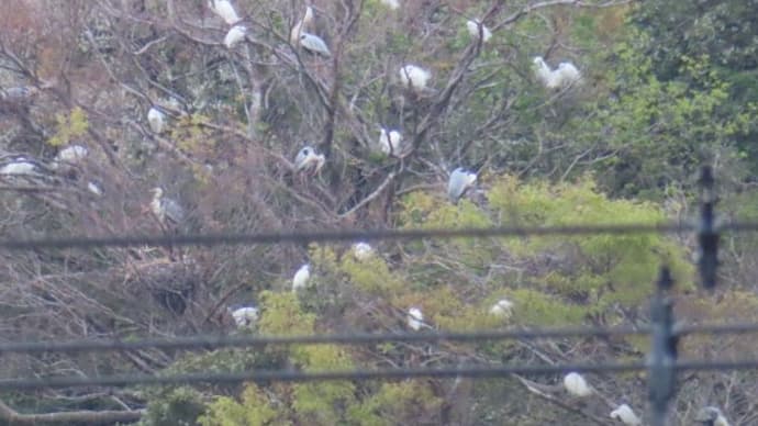 山に白い点々!正体はアオサギ・コサギ?