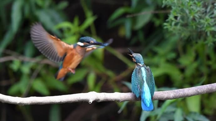 カワセミと野鳥たち #1070