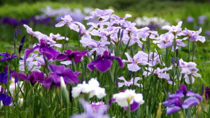 加茂荘花鳥園の花菖蒲 2021