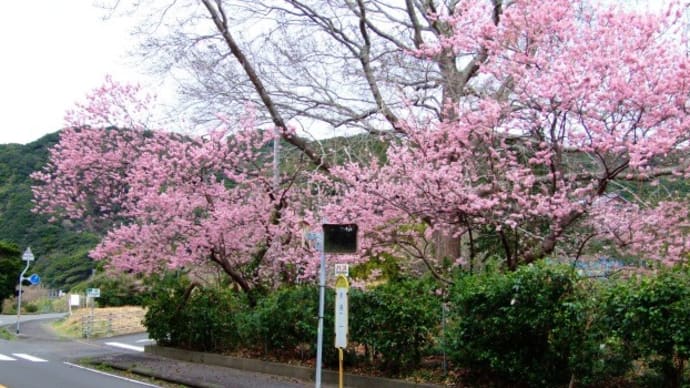『雪割桜』~爪白バス停
