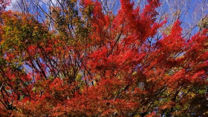 2024年11月29日(金)の皇居「北の丸公園」(1)
