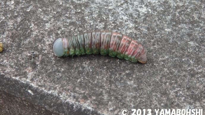 セダカシャチホコ(幼虫)(富山県総合運動公園/富山市南中田)