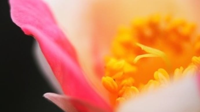 耐冬花５