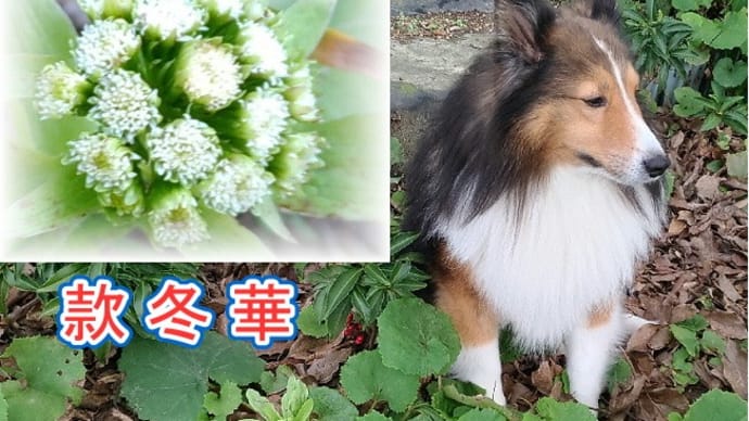 小次郎と冬の草花 3 ー フキ(蕗)とフキノトウ(蕗の薹) ー