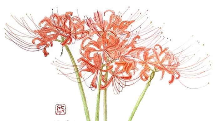 彼岸花