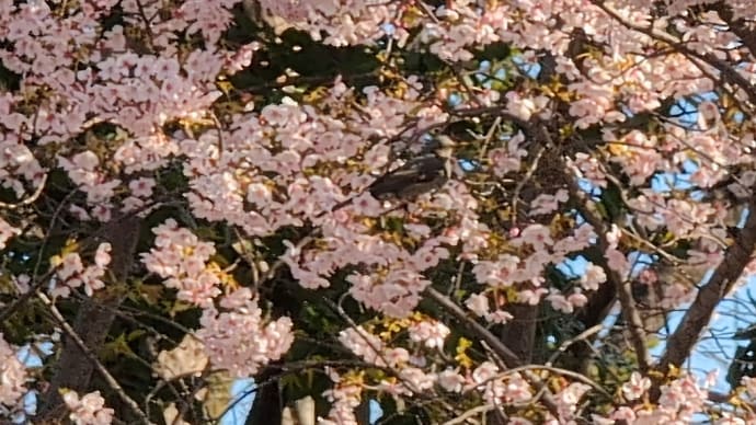 河津桜とムクドリ♫