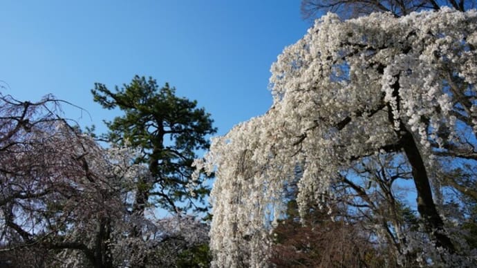 It was a popular page yesterday, 2023/3/24, with my shots on 3/22 in Kyoto 8.