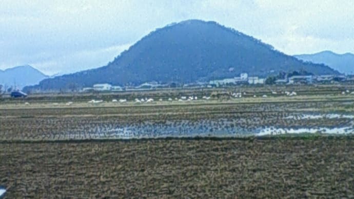 琵琶湖バードウォッチング
