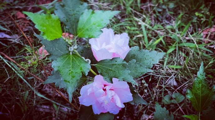 Happy Monday 🌸☘️😊🎶