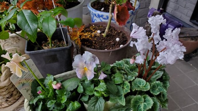 花育てを楽しむ母~こんな花を選びました~
