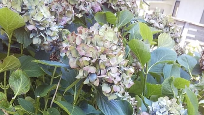 実験君❗️紫陽花の剪定