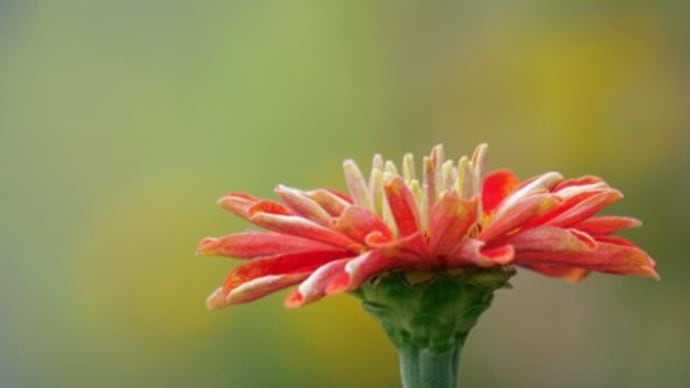 未だ元気に咲いている百日草と鶏頭の花
