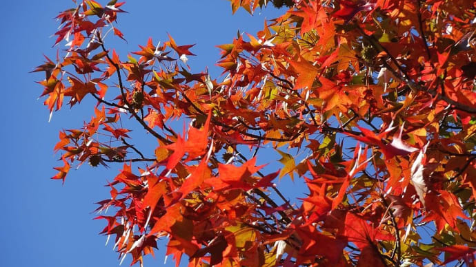 秋の紅い葉 - 愛知県緑化センター