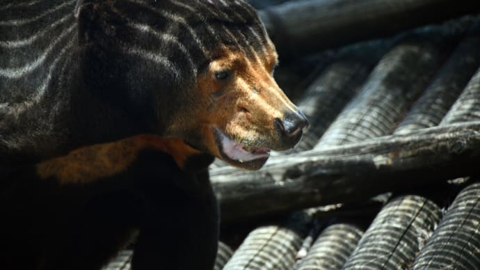 謎の生き物に変身 マレーグマのキョウコさん